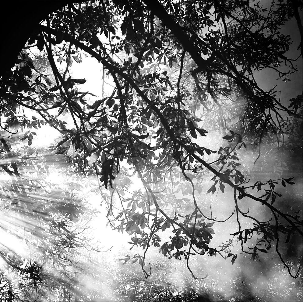 REFLECTION OF TREES IN WATER