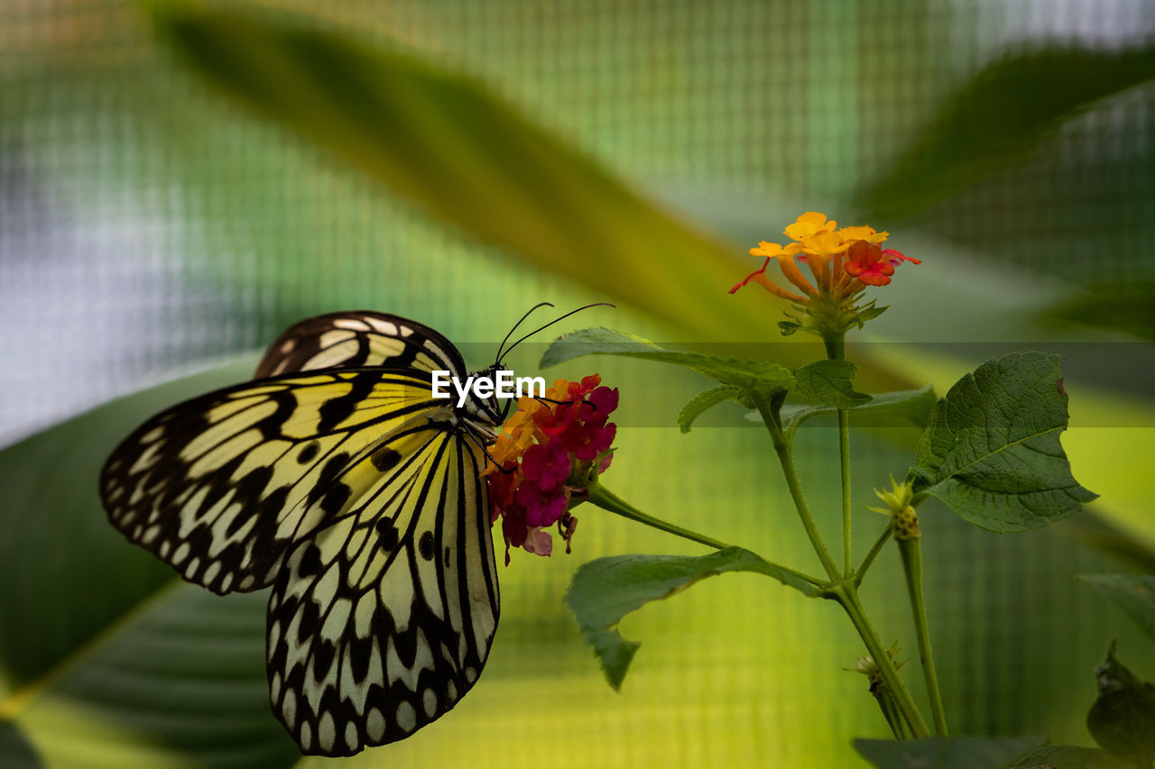 BUTTERFLY ON FLOWER