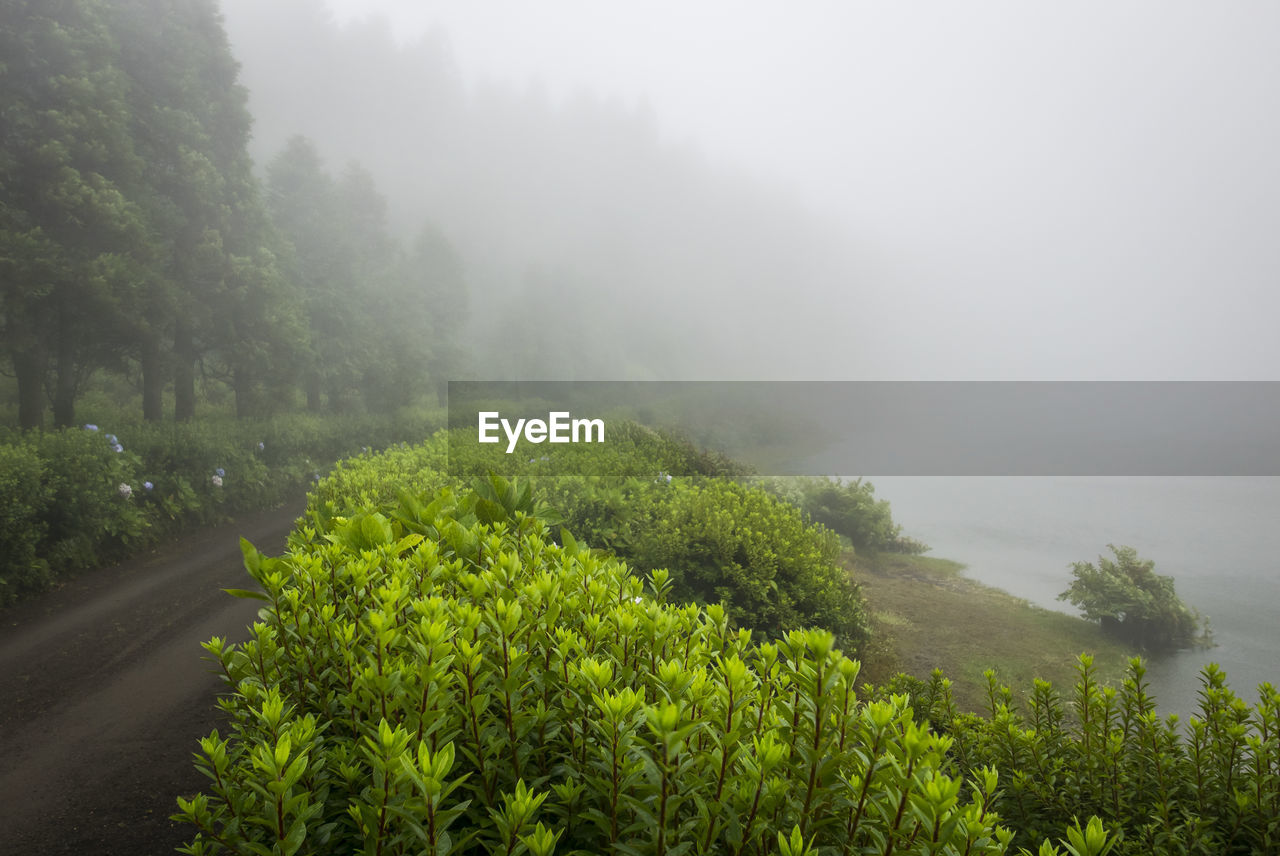 SCENIC VIEW OF TREES ON FIELD AGAINST SKY