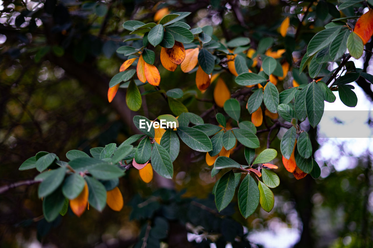 CLOSE-UP OF FRESH ORANGE LEAVES ON TREE