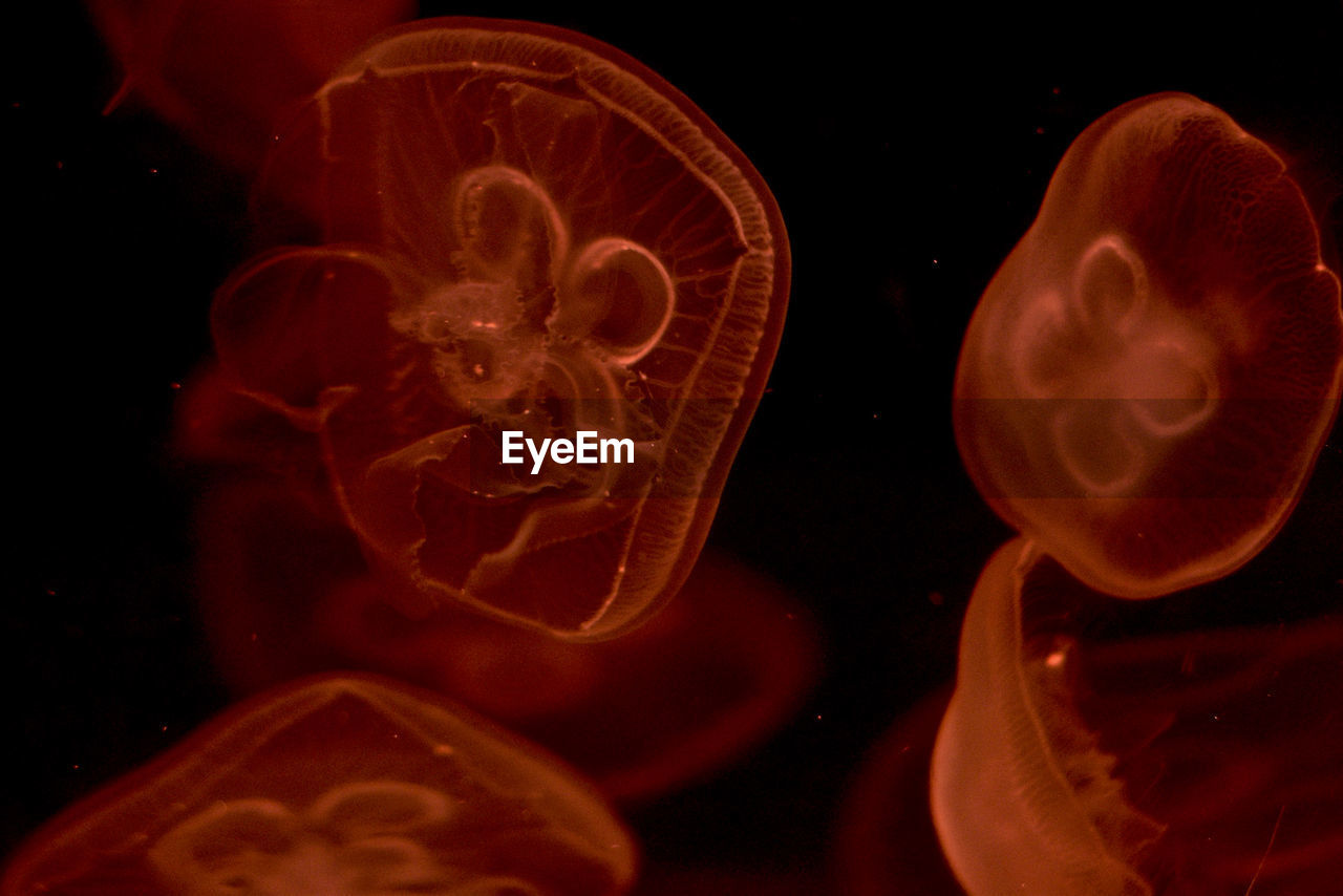 CLOSE-UP OF JELLYFISH