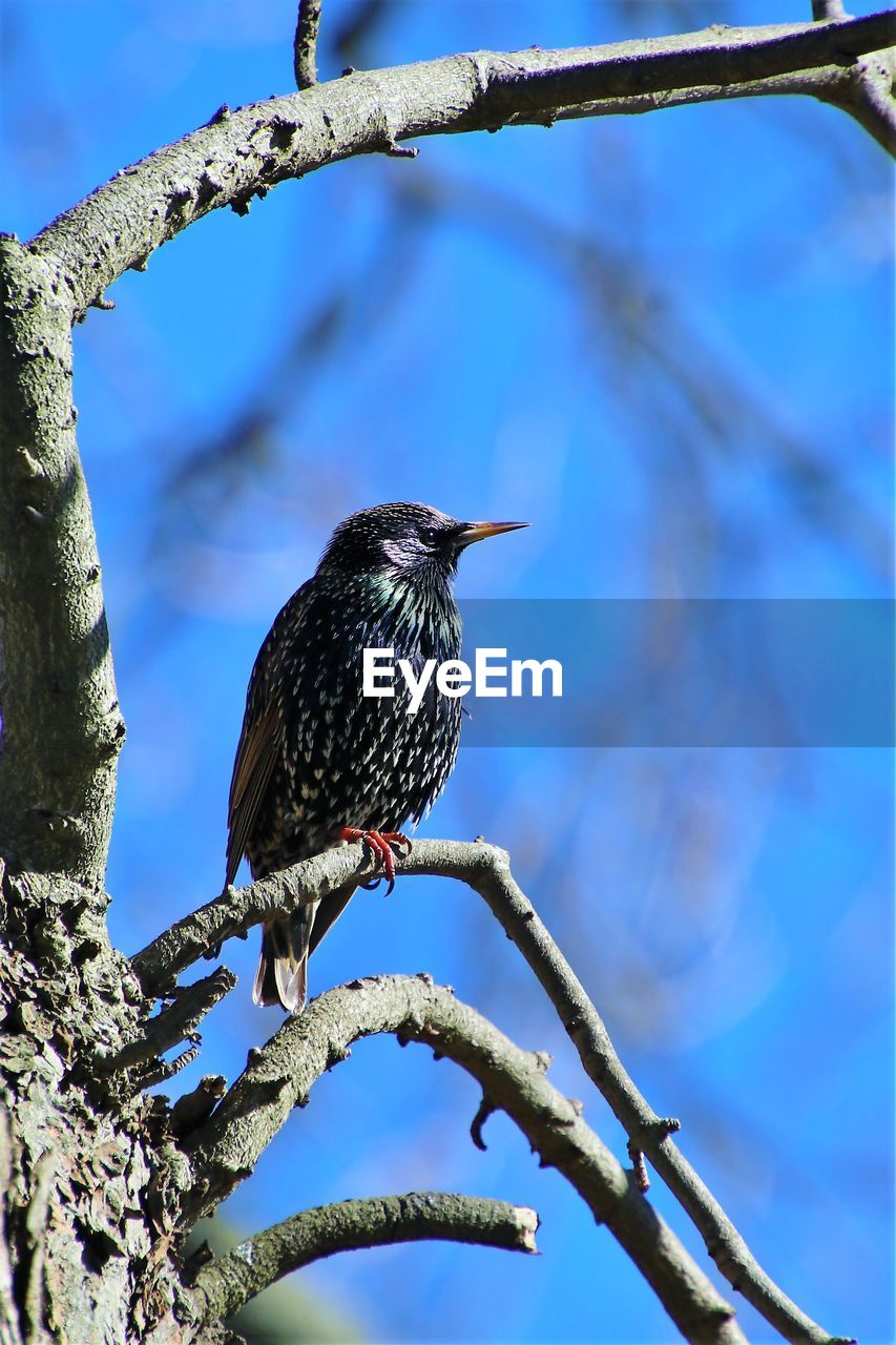 Common starling perching on a branch