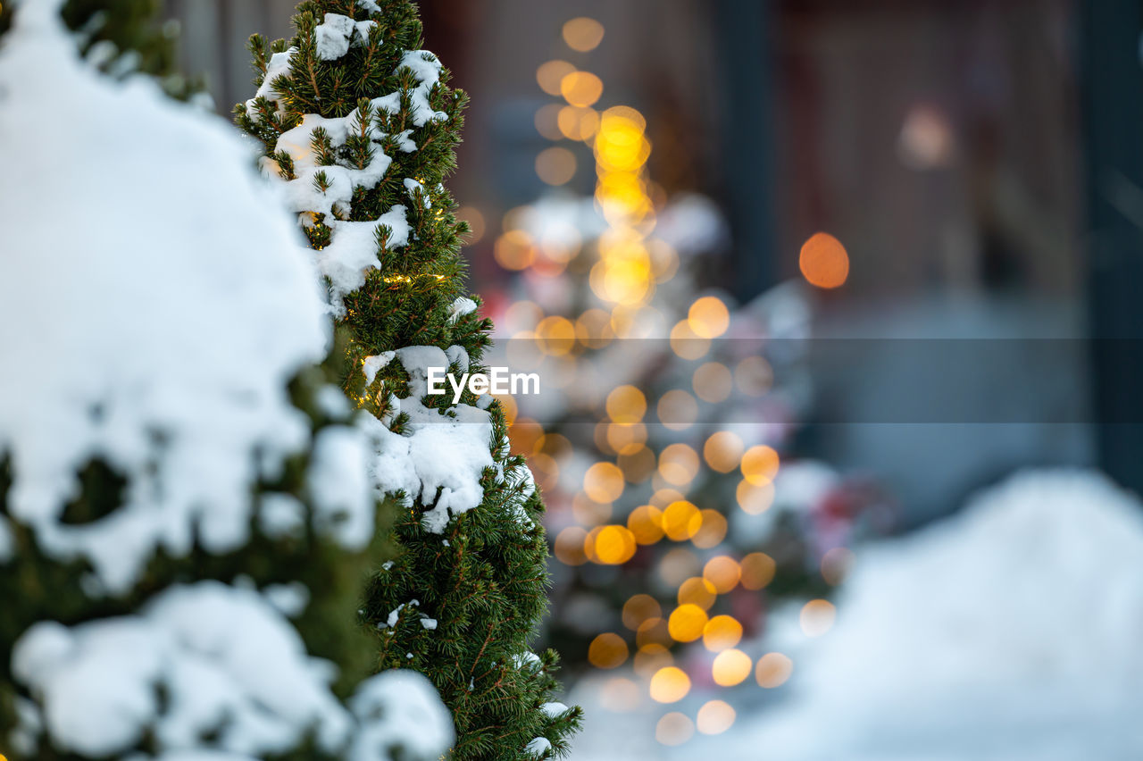 Close-up of a snowy pine branch on the background of sparkling lights, soft focus