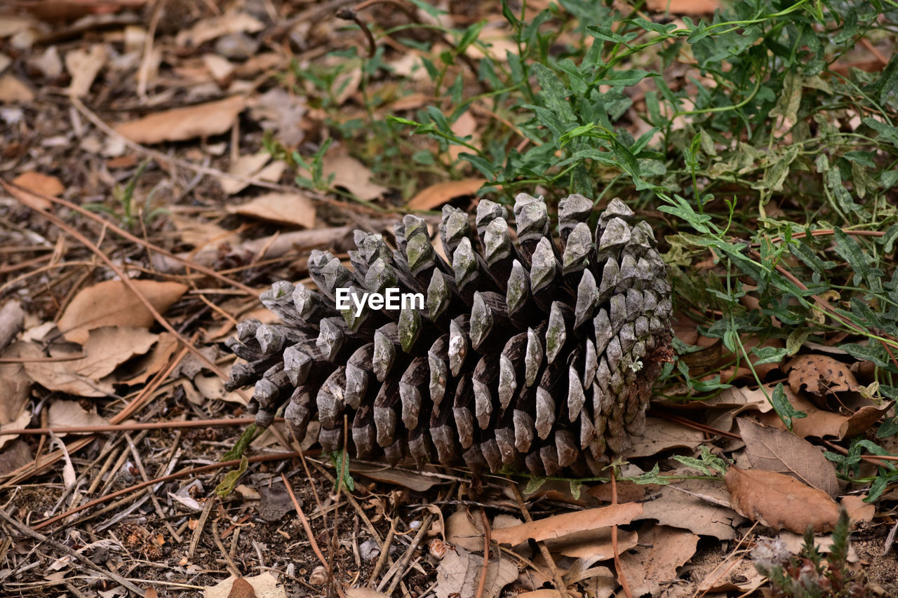 tree, land, leaf, nature, plant, wildlife, conifer cone, pine cone, field, forest, no people, plant part, day, grass, soil, animal, high angle view, outdoors, dry, animal themes, branch, autumn, animal wildlife, woodland, close-up, growth, brown, pinaceae, environment