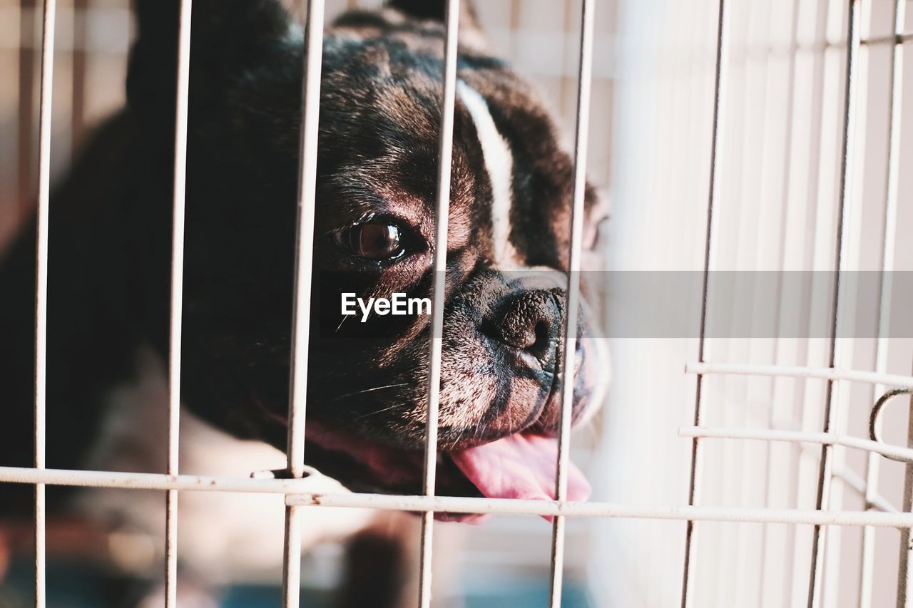 Close-up of dog sticking out tongue in cage