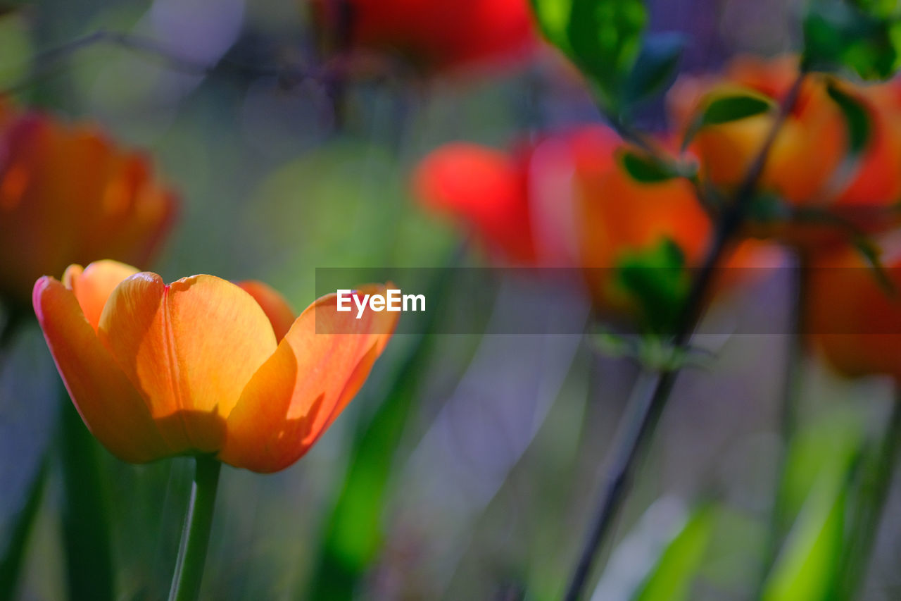 Close-up of orange tulips