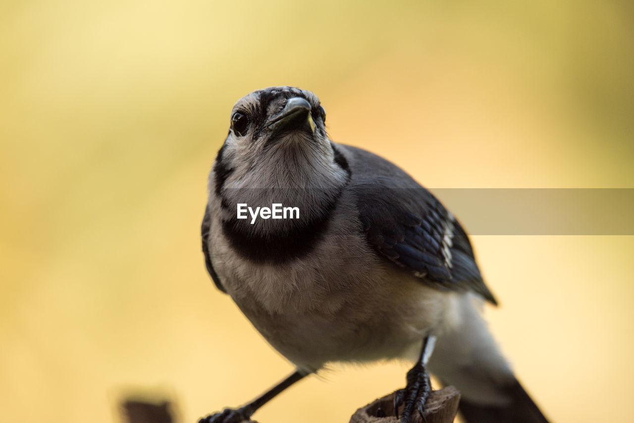 Close-up of a bird