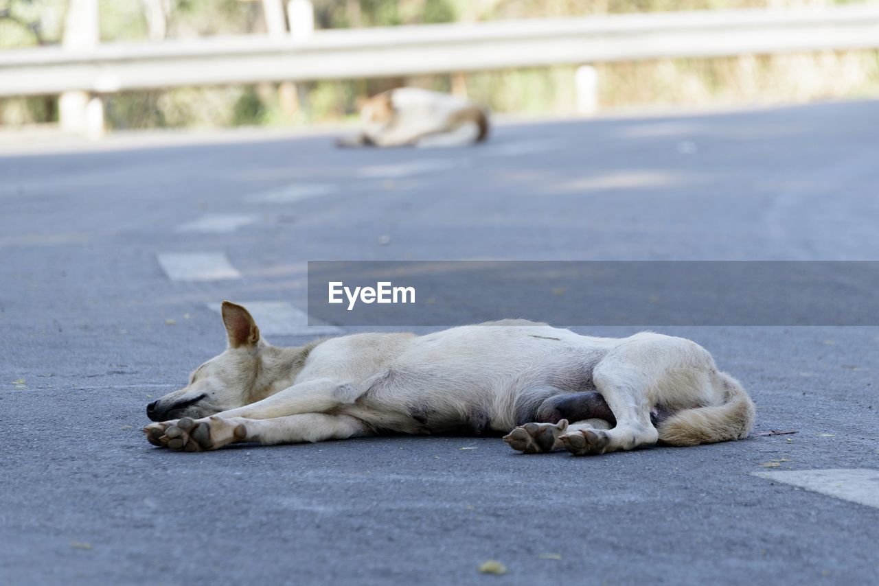 View of a dog sleeping on street