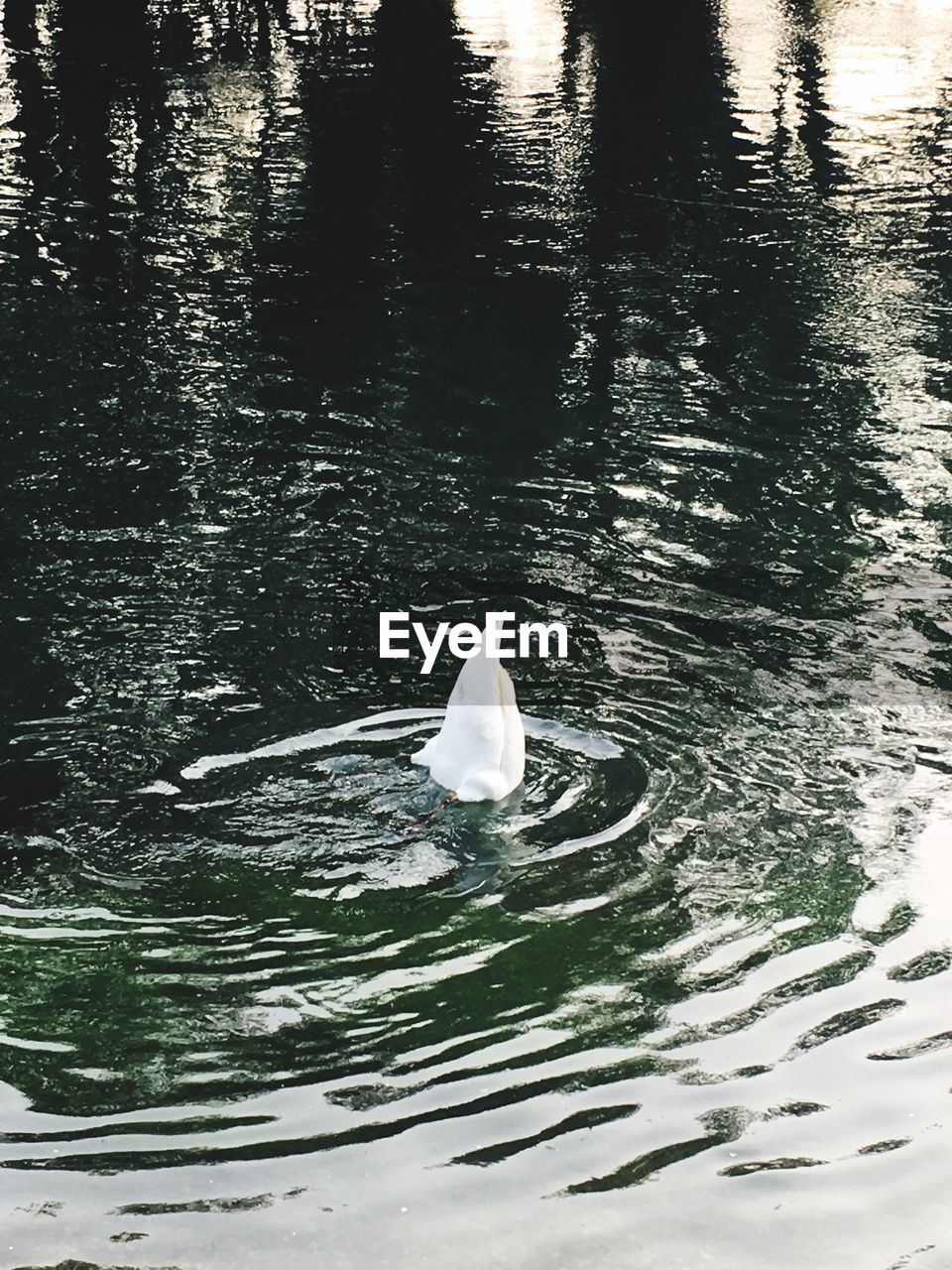 CLOSE-UP OF SWANS SWIMMING IN LAKE