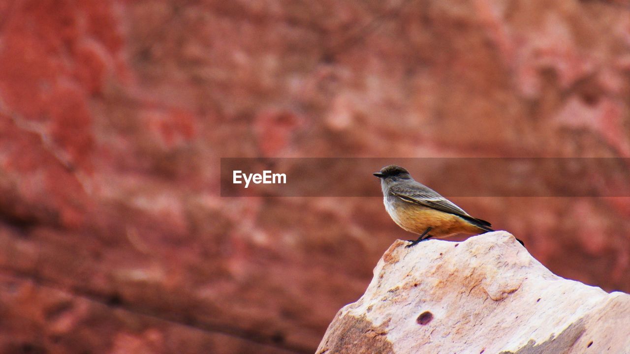 Close-up of bird perching on rock