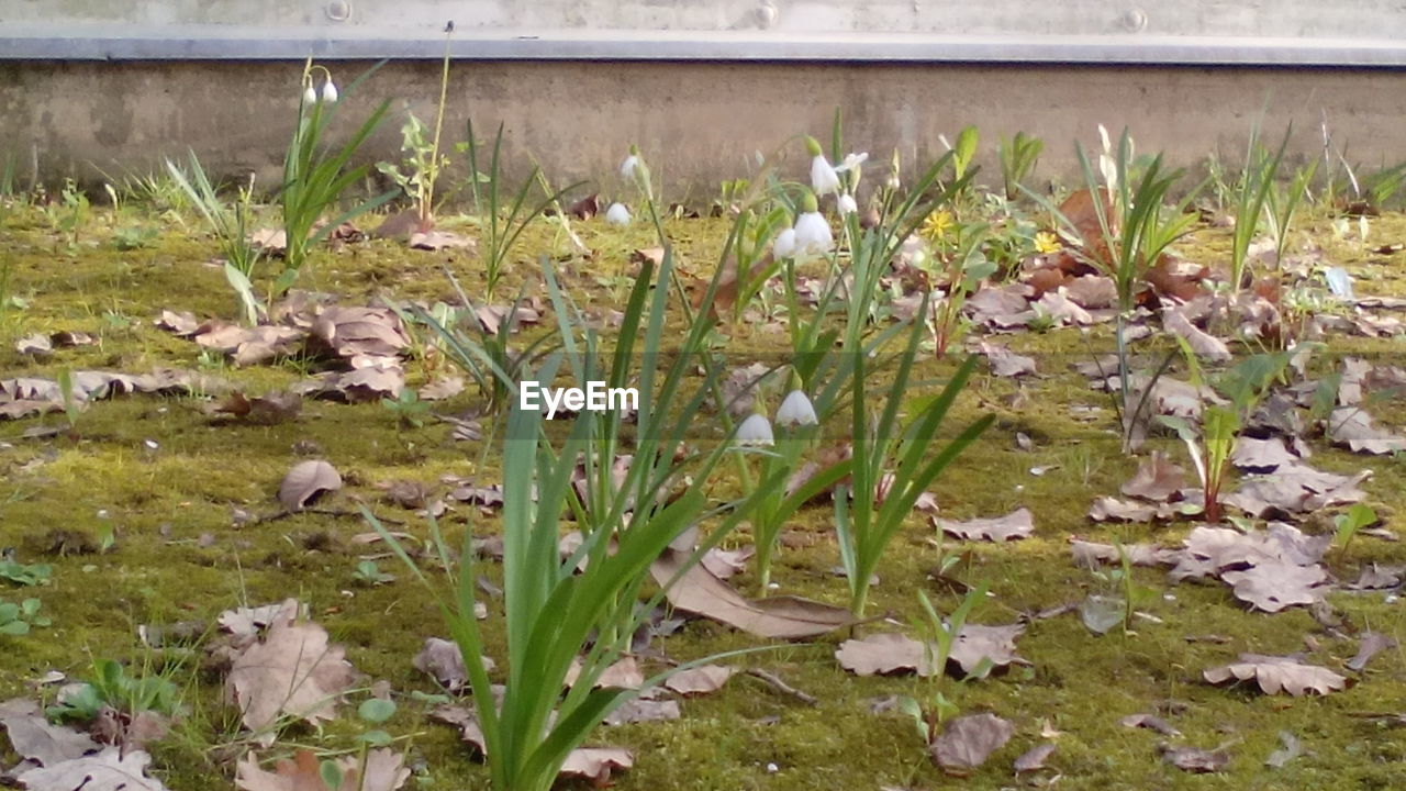 CLOSE-UP OF FLOWERS GROWING IN FARM