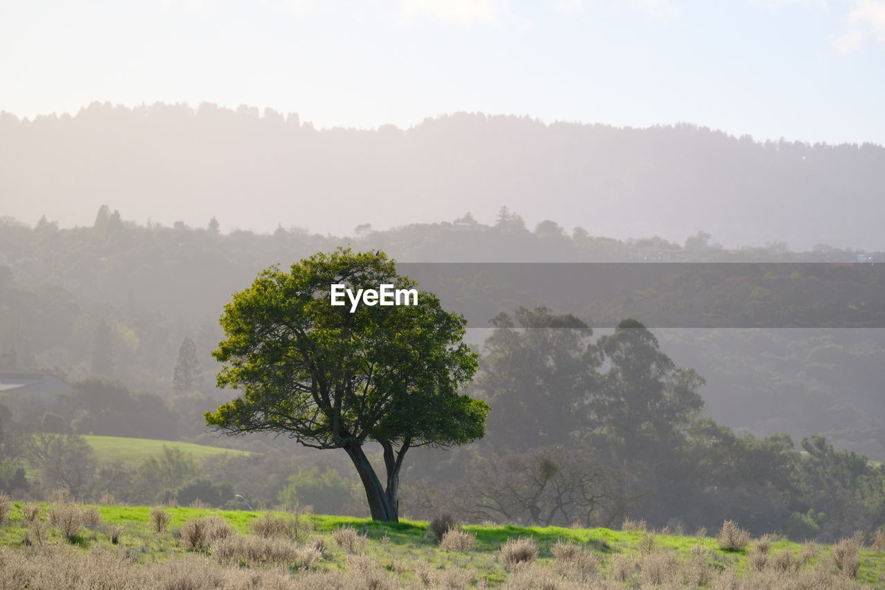 Trees on field against sky