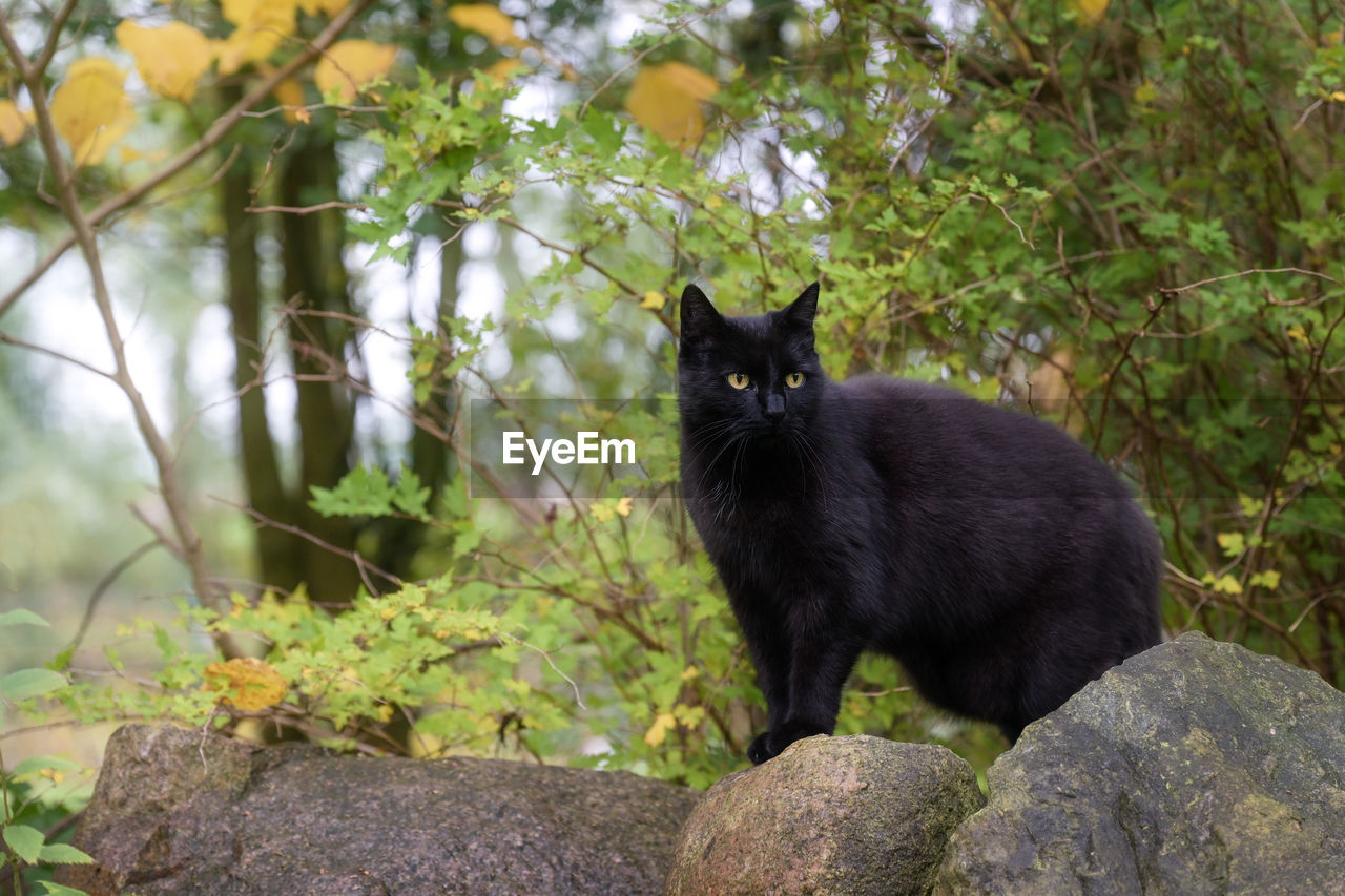 animal, animal themes, mammal, one animal, cat, domestic animals, black, pet, black cat, wildlife, domestic cat, plant, feline, nature, rock, no people, tree, animal wildlife, portrait, carnivore, outdoors, land, felidae, sitting, small to medium-sized cats, day