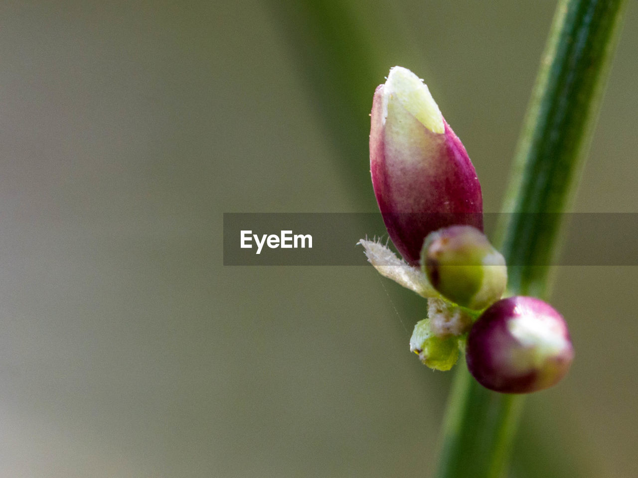 CLOSE-UP OF FLOWER BUDS