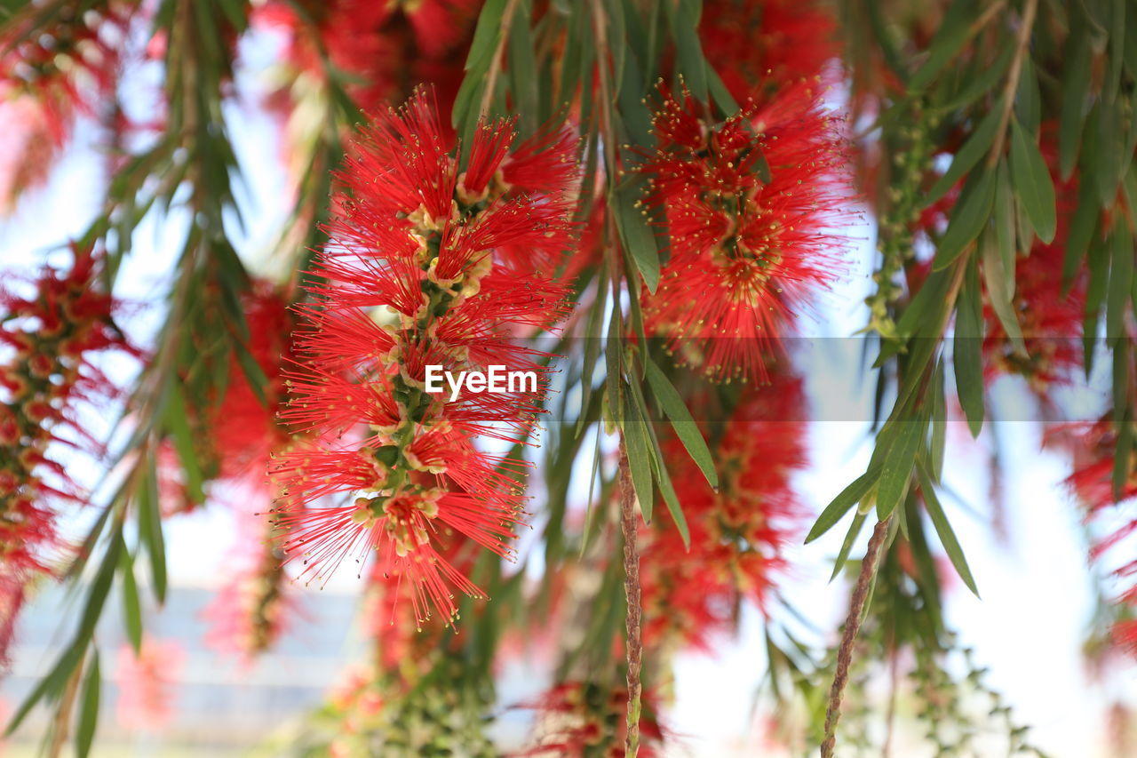 Low angle view of red leaves on tree