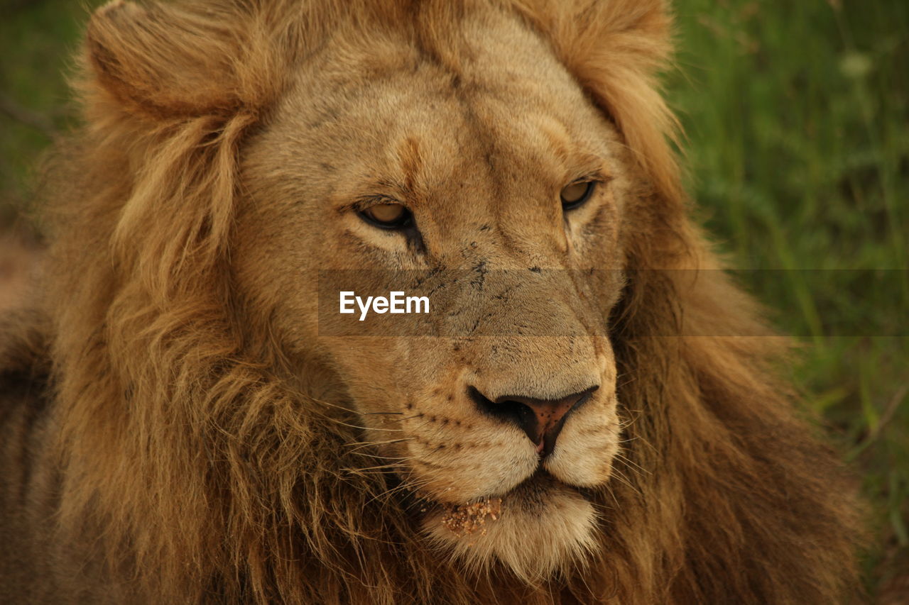 Close-up of lion in forest