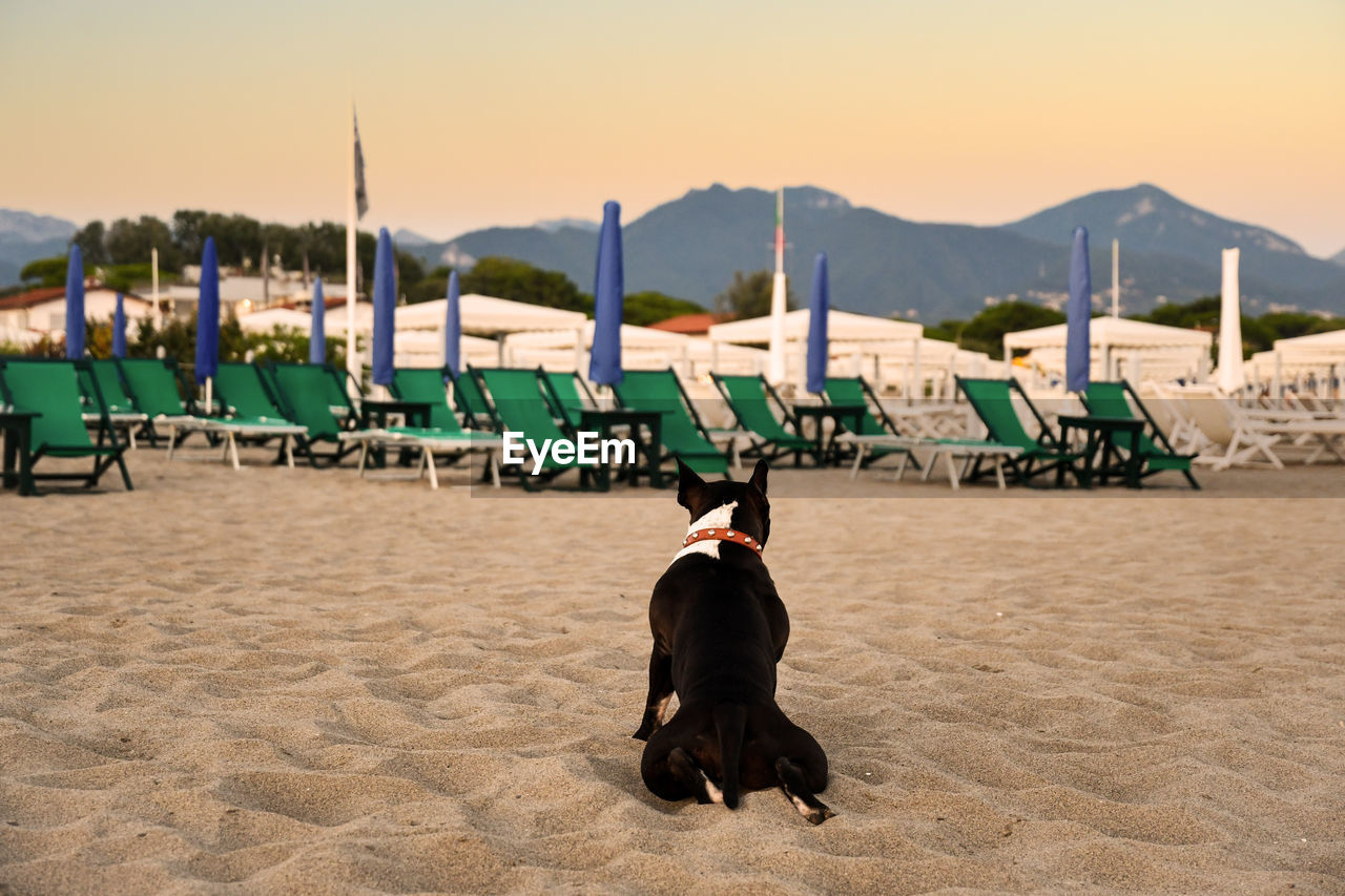 Rear view of black and white french bulldog sitting on an empty beach at sunset, forte dei marmi, t