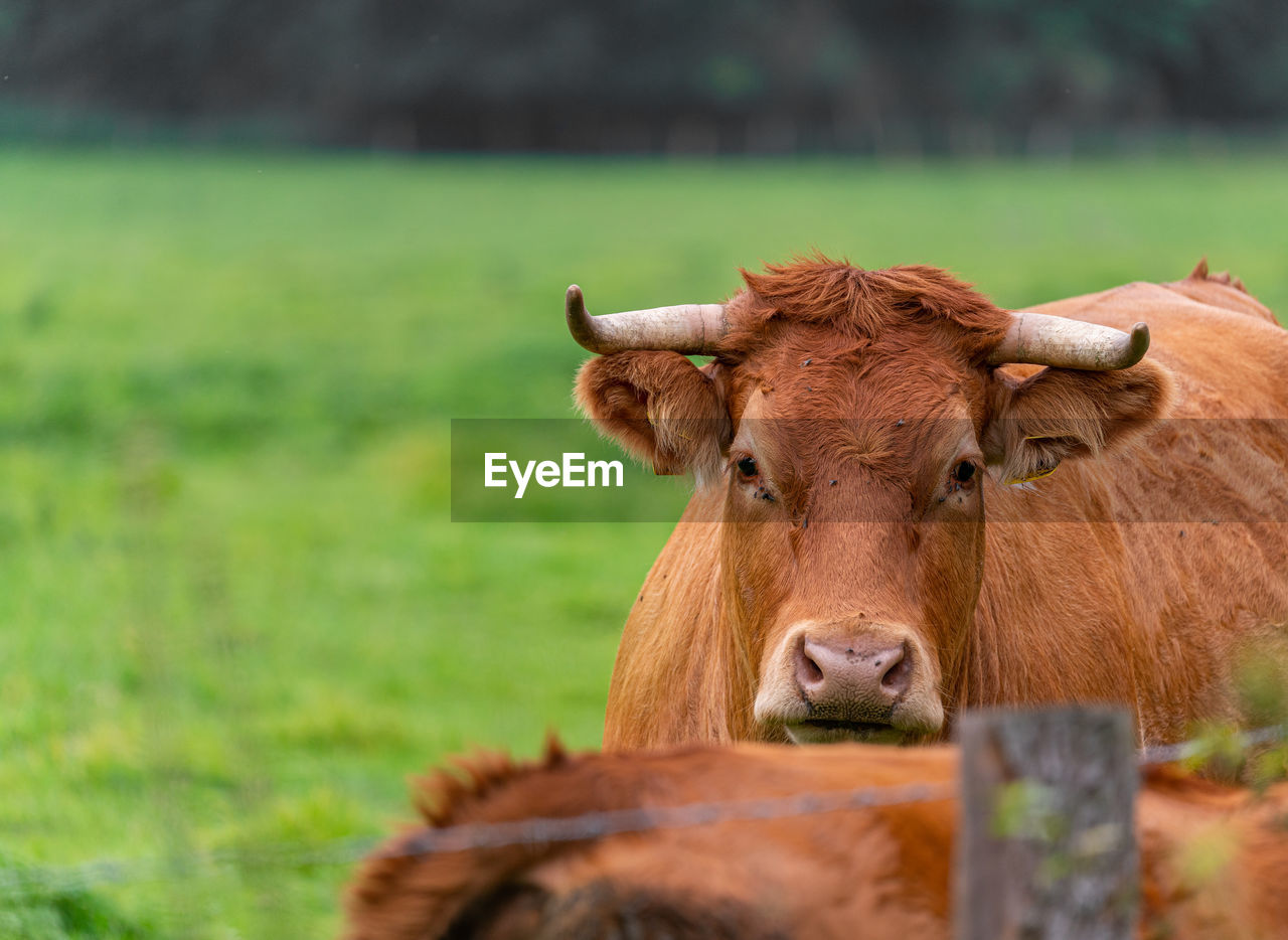 PORTRAIT OF A COW