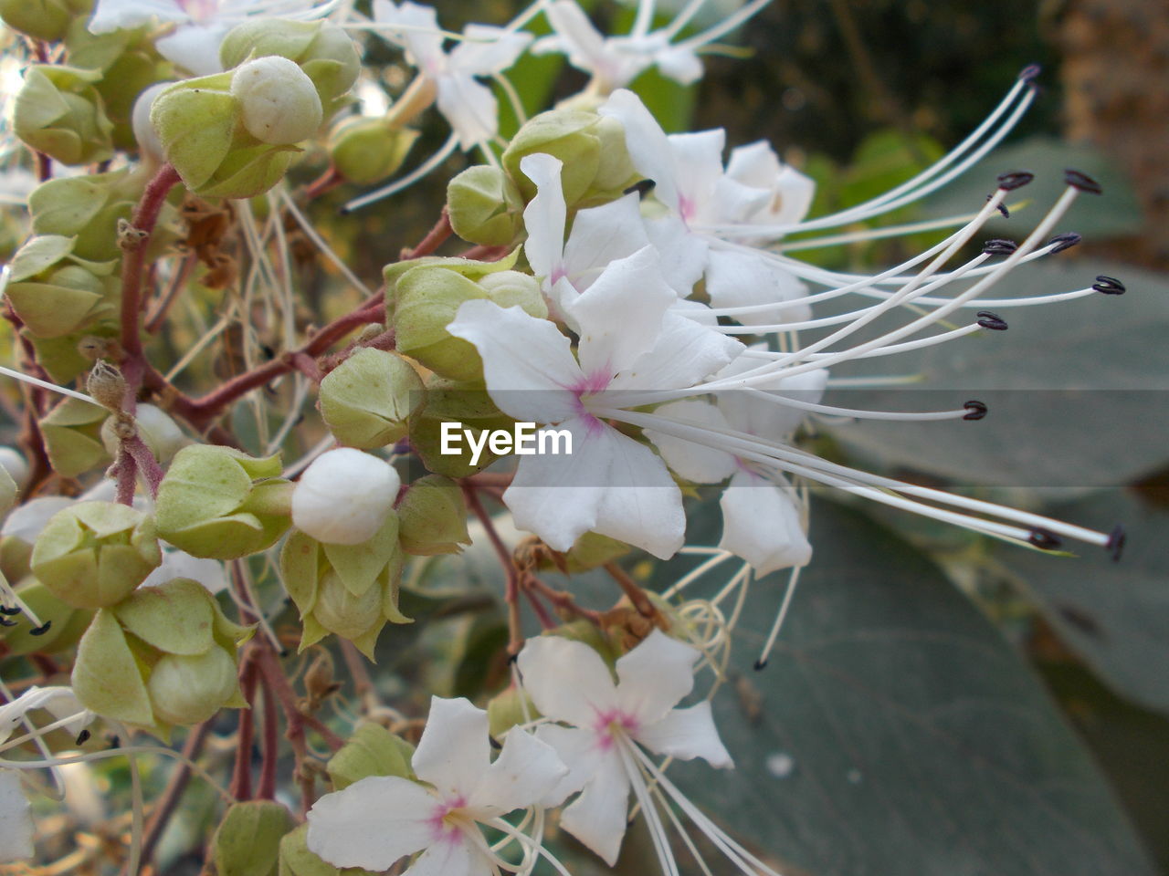 Close-up of white flowers