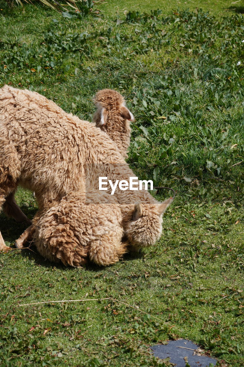 animal, animal themes, grass, mammal, plant, wildlife, nature, sheep, green, one animal, no people, high angle view, day, field, land, domestic animals, animal wildlife, pet, livestock, outdoors, growth, brown, relaxation