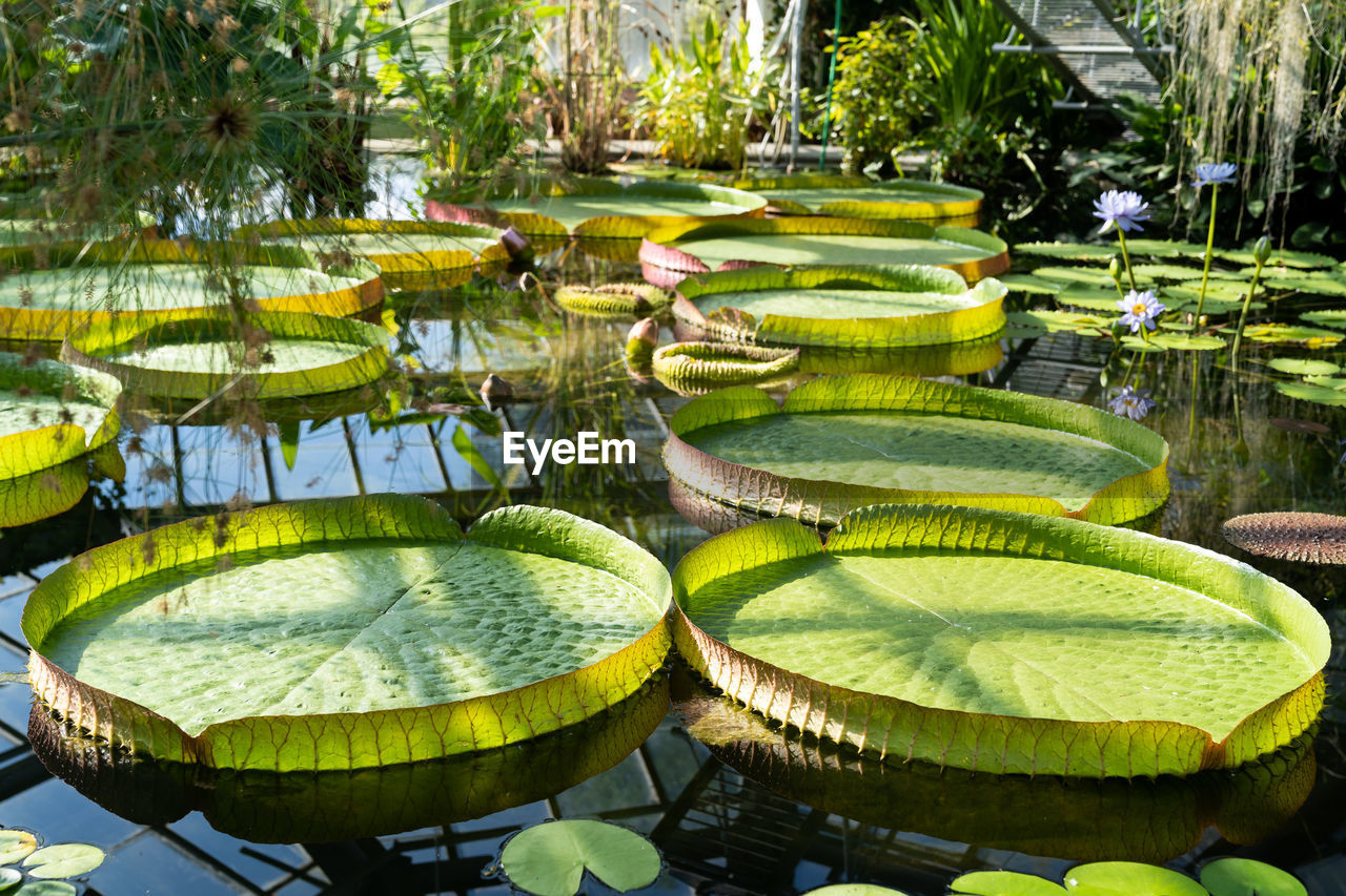 Glasshouse with tropical victoria amazonica, giant water lily and aquatic plants.