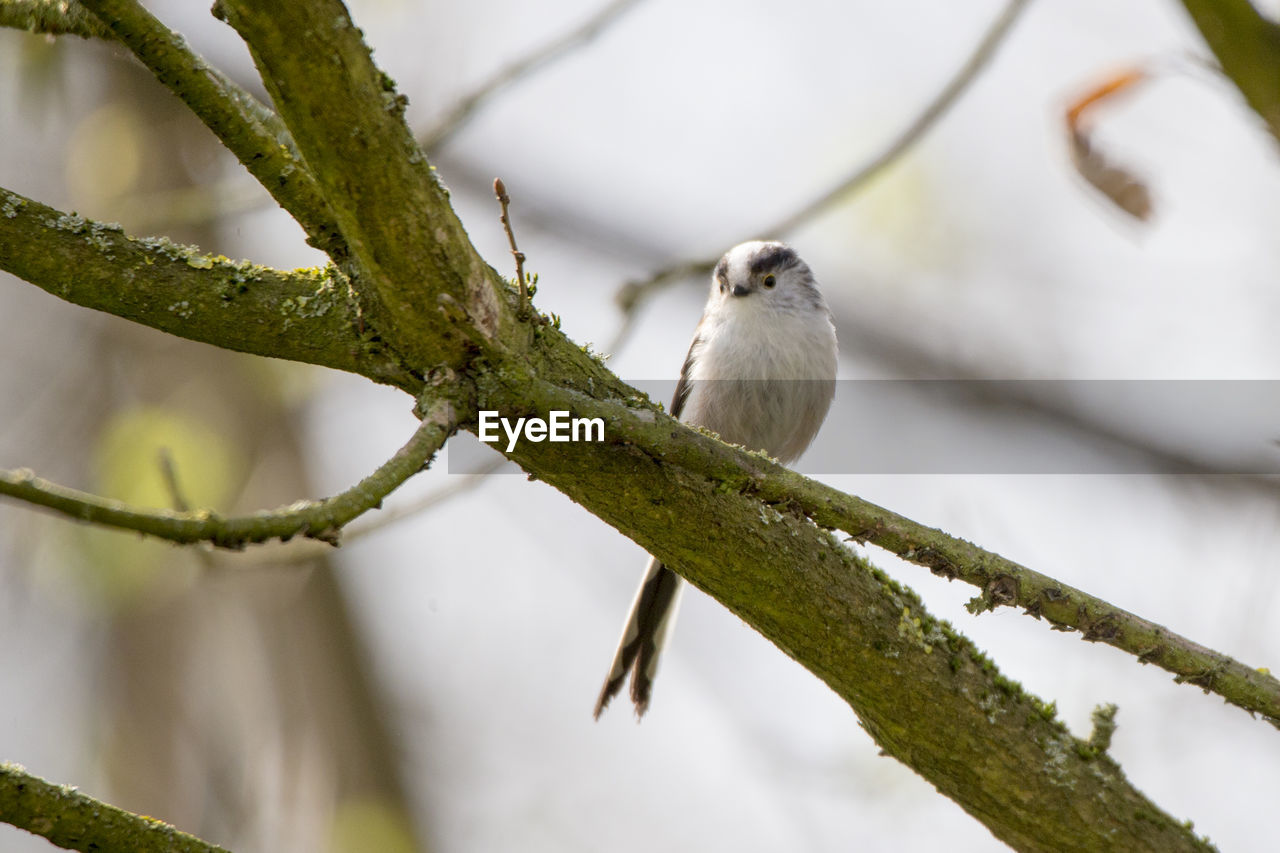 animal themes, animal, animal wildlife, close-up, bird, branch, tree, nature, wildlife, one animal, plant, green, perching, twig, no people, beak, outdoors, flower, beauty in nature, focus on foreground, macro photography, environment, day