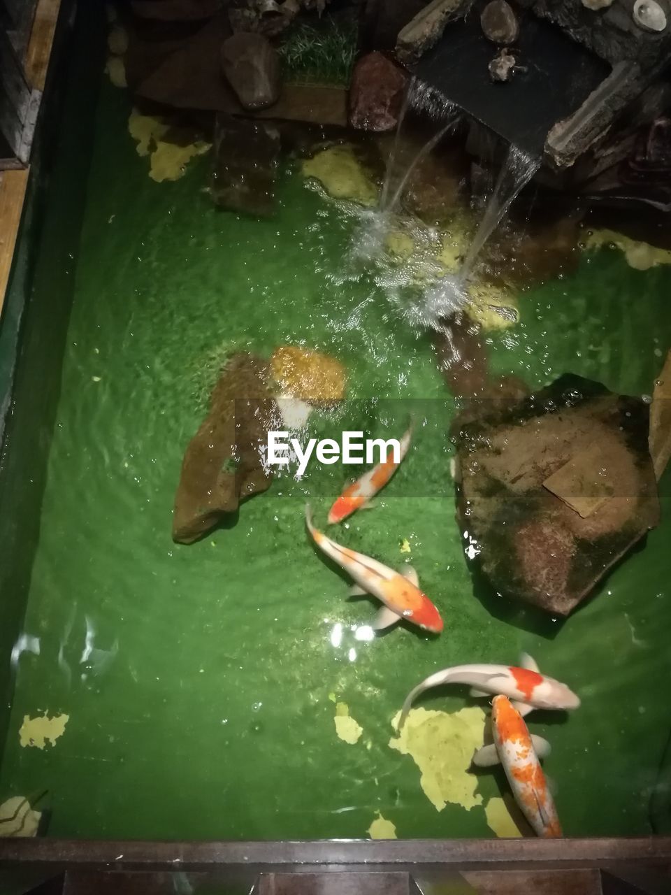 CLOSE-UP OF FISHES SWIMMING IN WATER