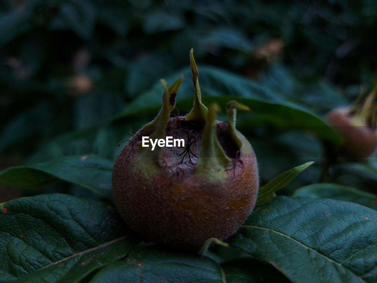 Close-up of fruits on plant