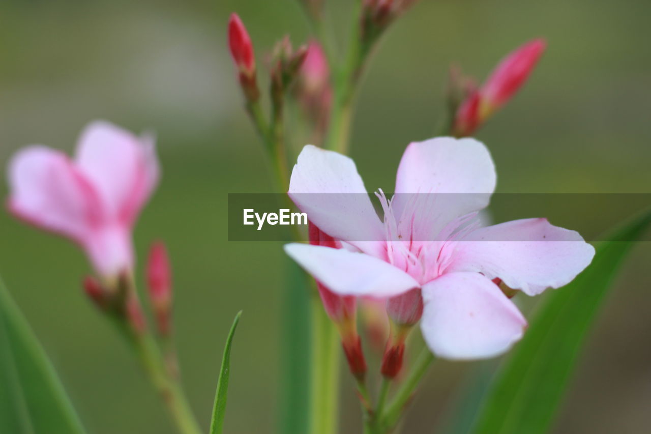 CLOSE-UP OF WHITE FLOWERING PLANTS