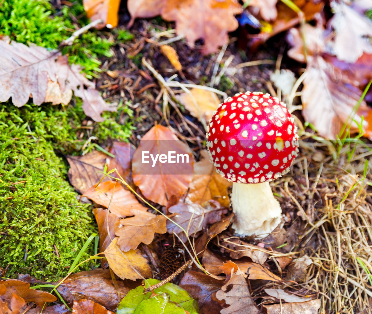Close-up high angle view of mushroom on ground
