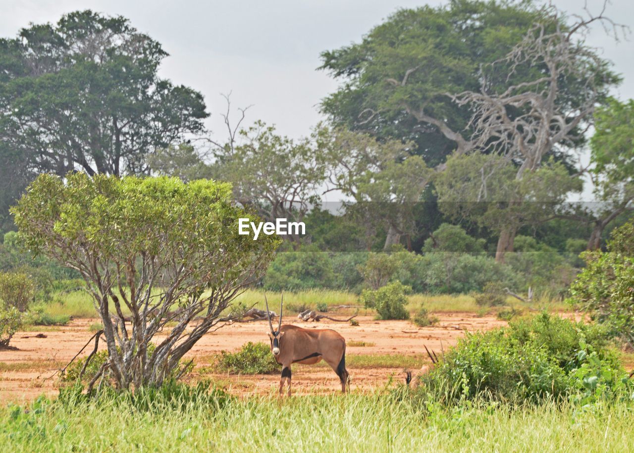 HORSES STANDING ON FIELD AGAINST TREES