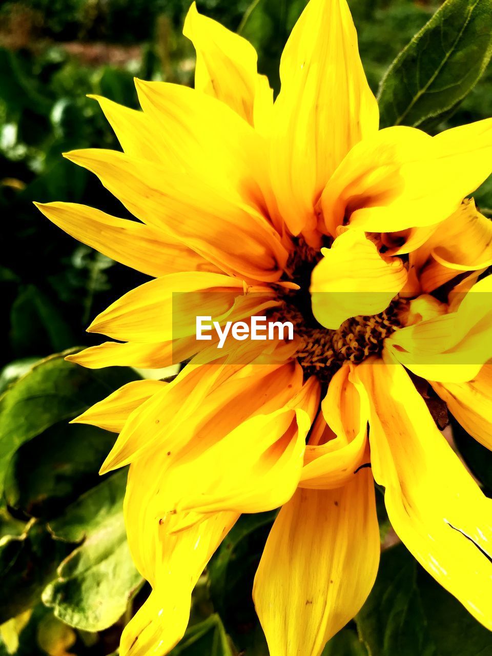 CLOSE-UP OF YELLOW FLOWER BLOOMING IN PLANT