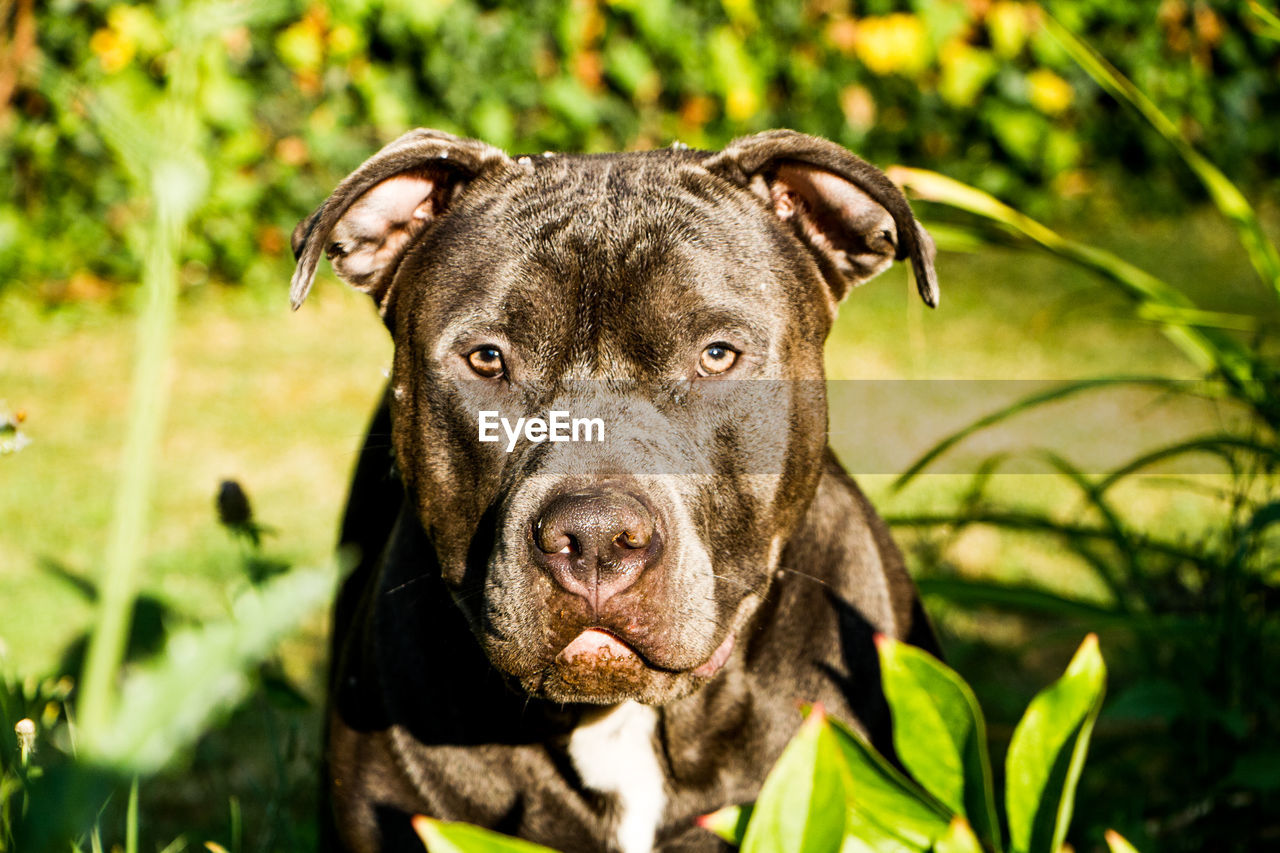 Close-up portrait of a dog