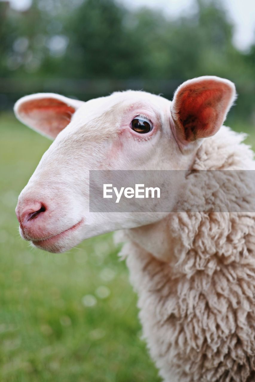 Close-up of a sheep on field