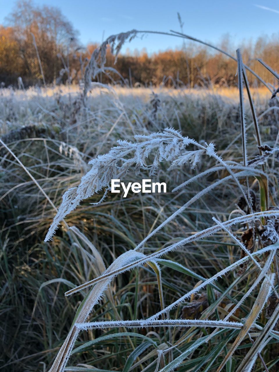 CLOSE-UP OF SNOW ON FIELD