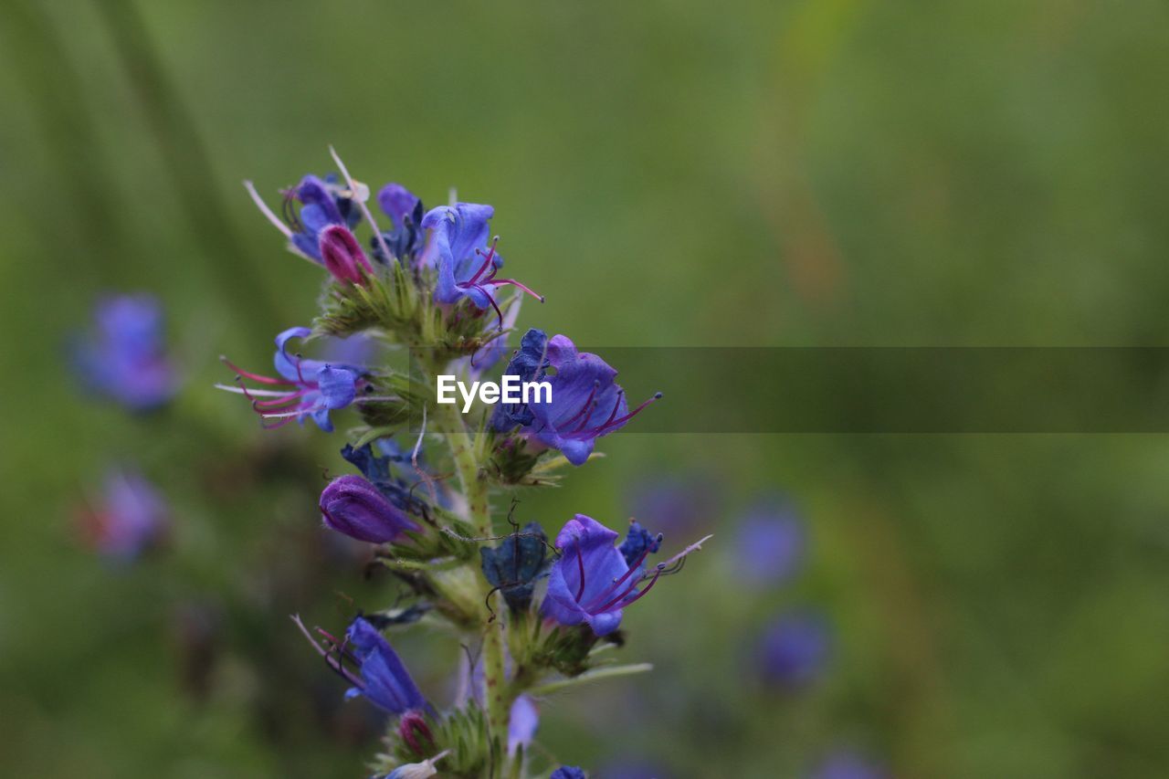 Close-up of purple flowering plant