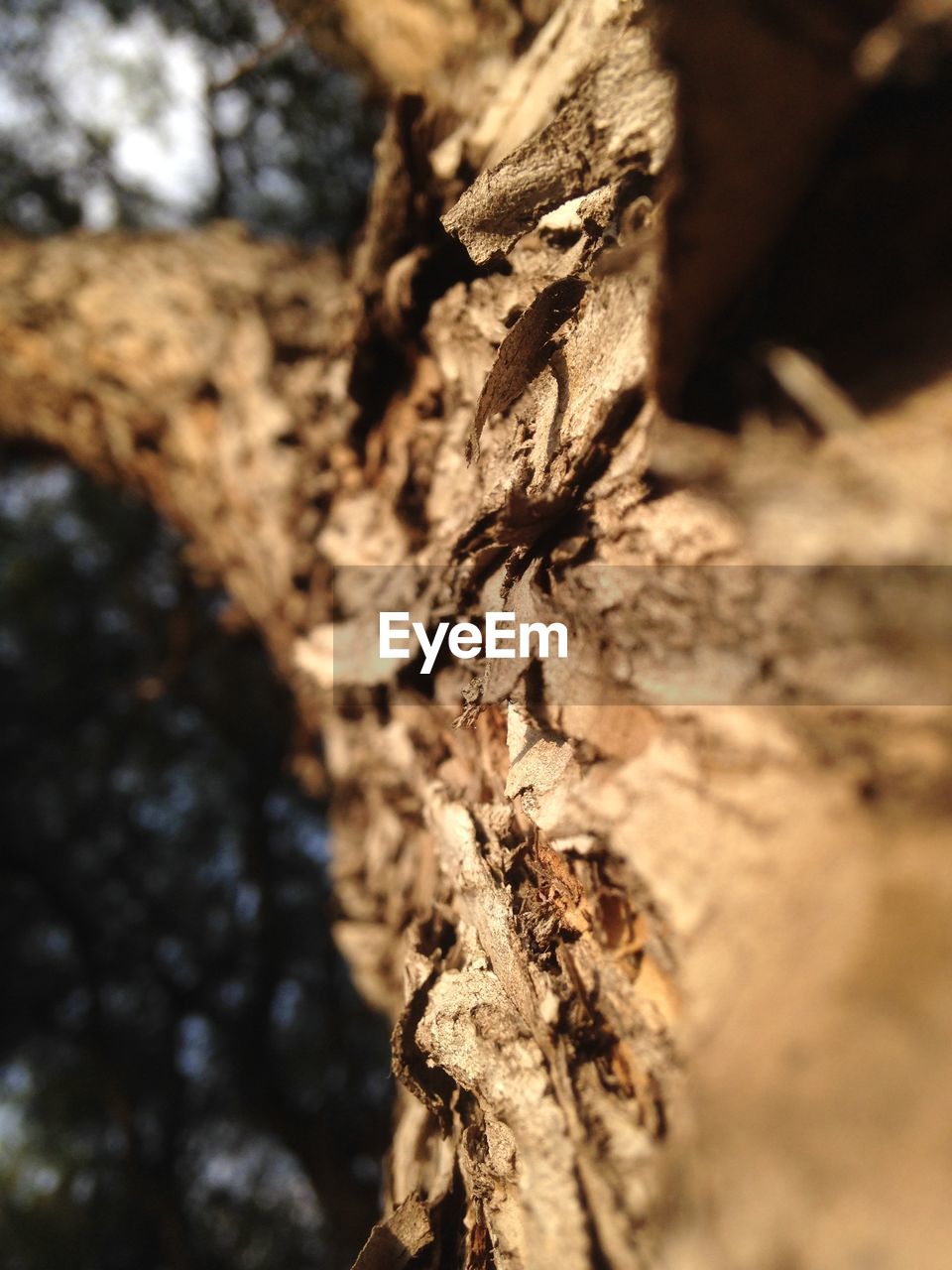 CLOSE-UP OF TREE TRUNK