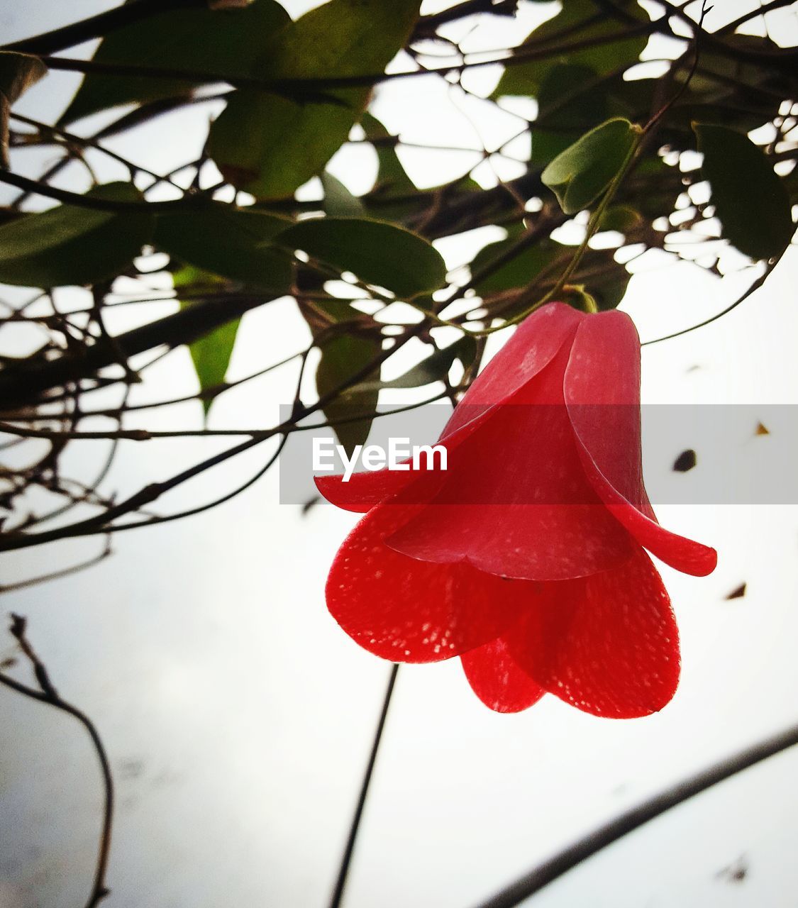 CLOSE-UP OF RED ROSE