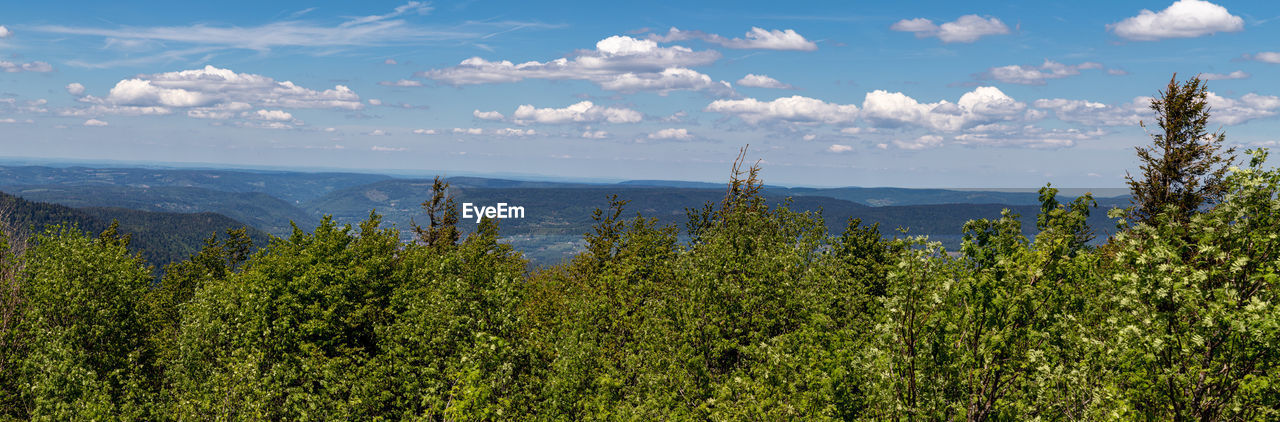 Scenic view of forest against sky