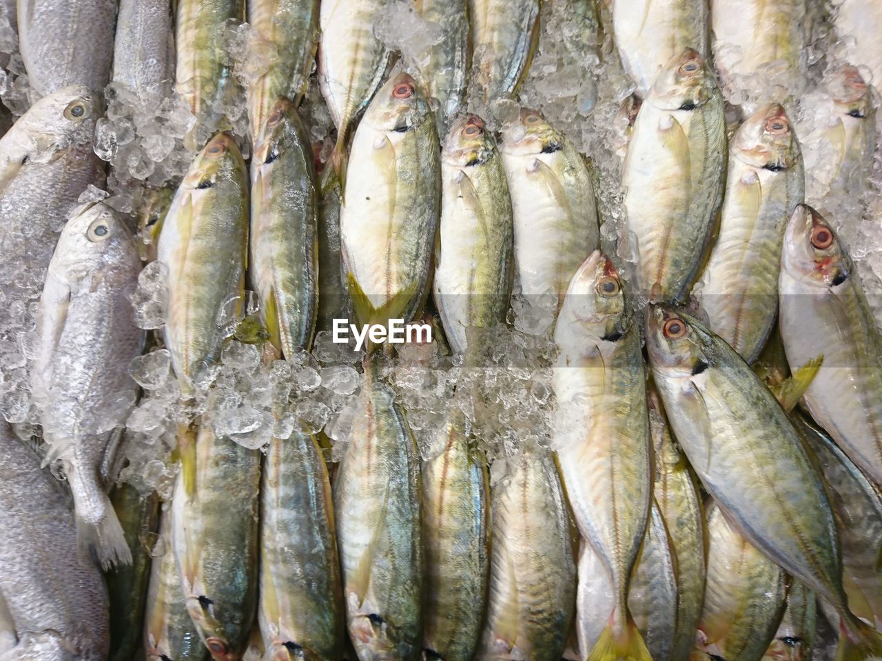 Full frame shot of fish for sale at market