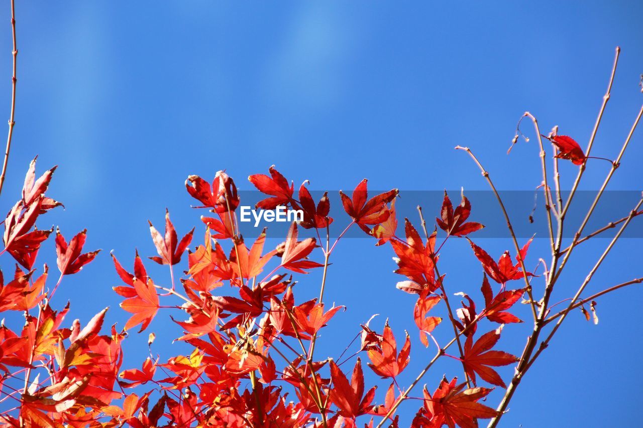 Low angle view of trees against blue sky