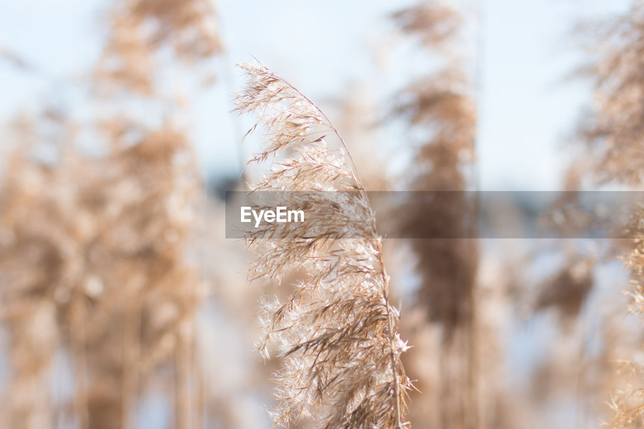 Close-up of grass against blurred background