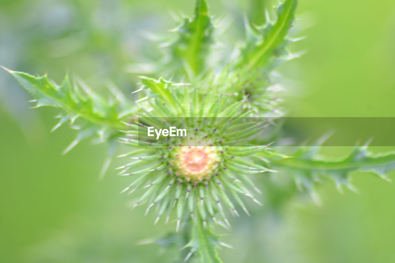 Close-up of white flower plant