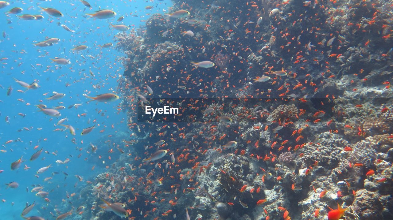 Diving with my camera in redsea - hurghada 