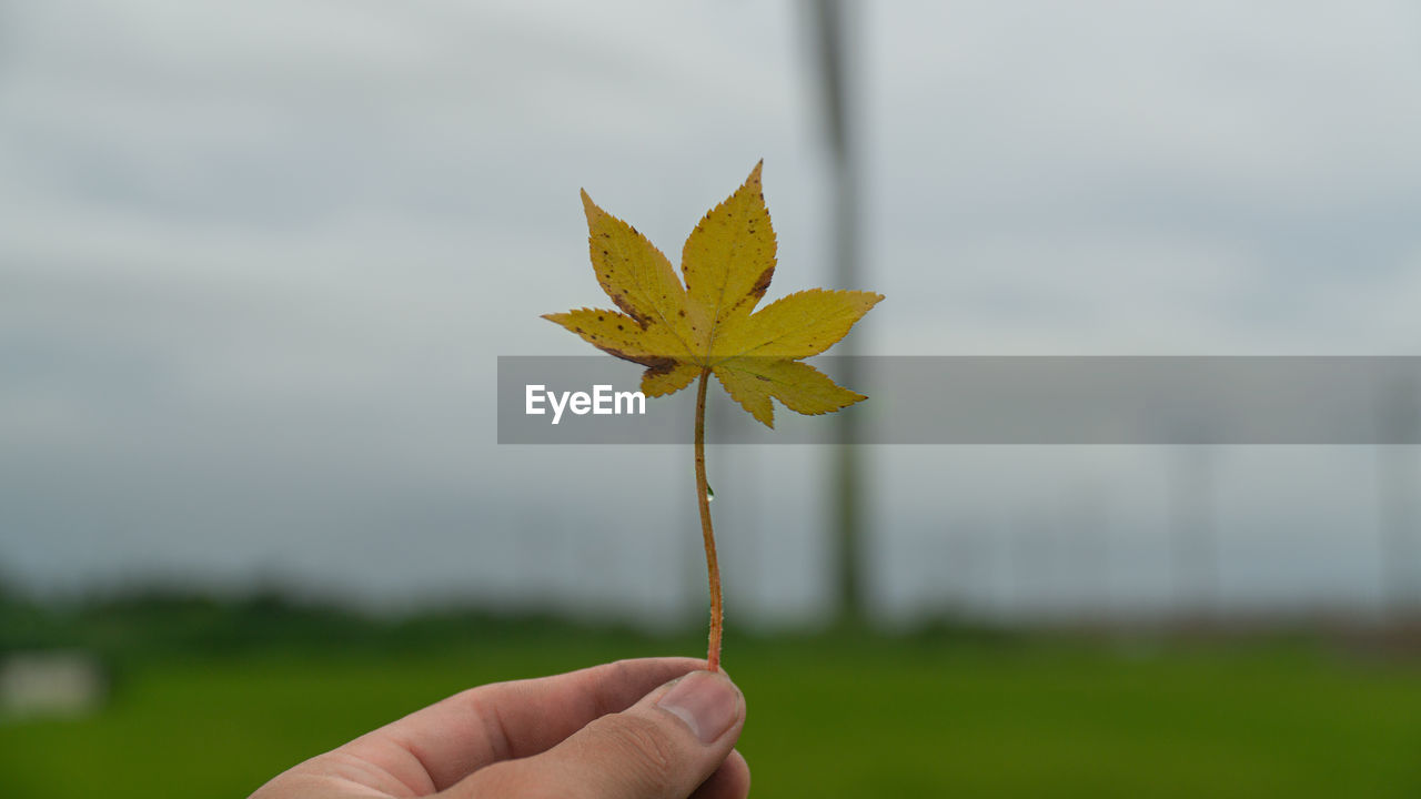 PERSON HOLDING YELLOW LEAF AGAINST SKY