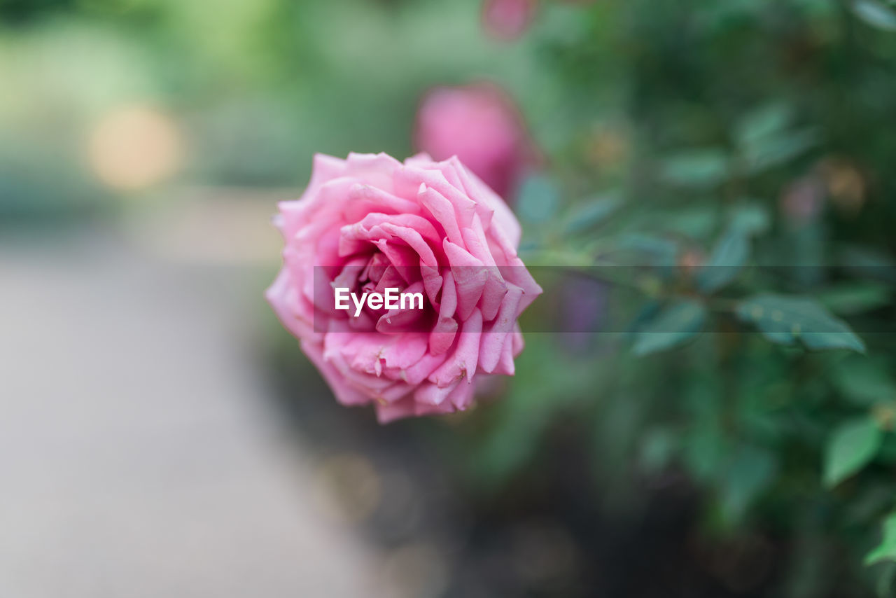 Close-up of pink rose blooming outdoors