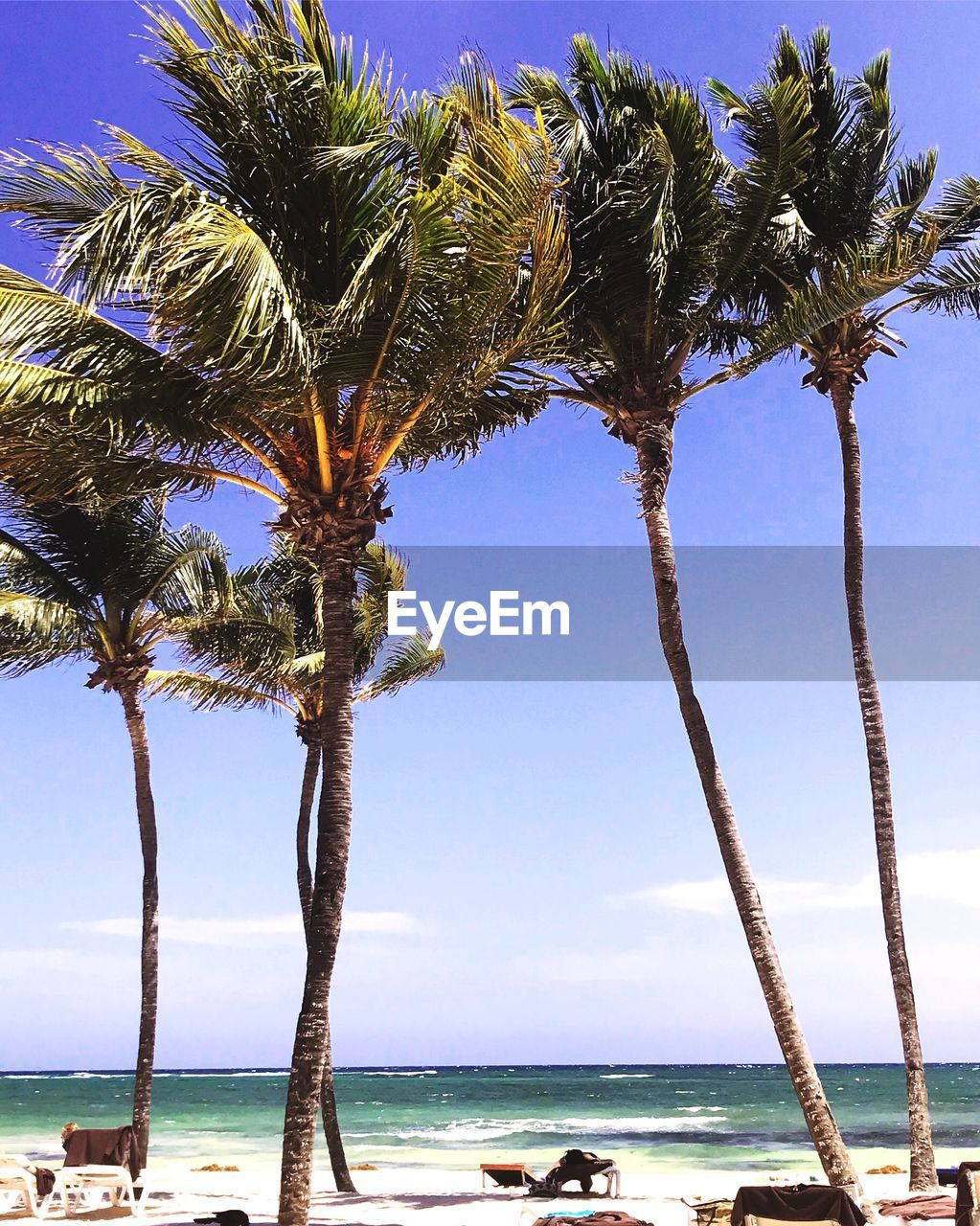 Palm tree by sea against sky