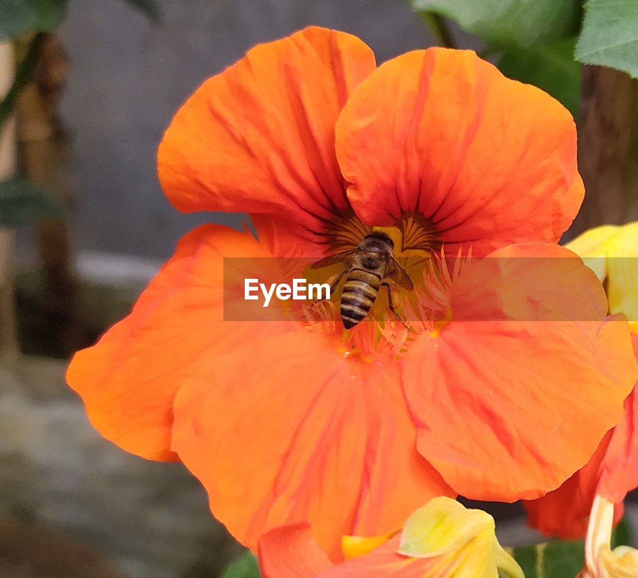 CLOSE-UP OF HONEY BEE POLLINATING ON FLOWER