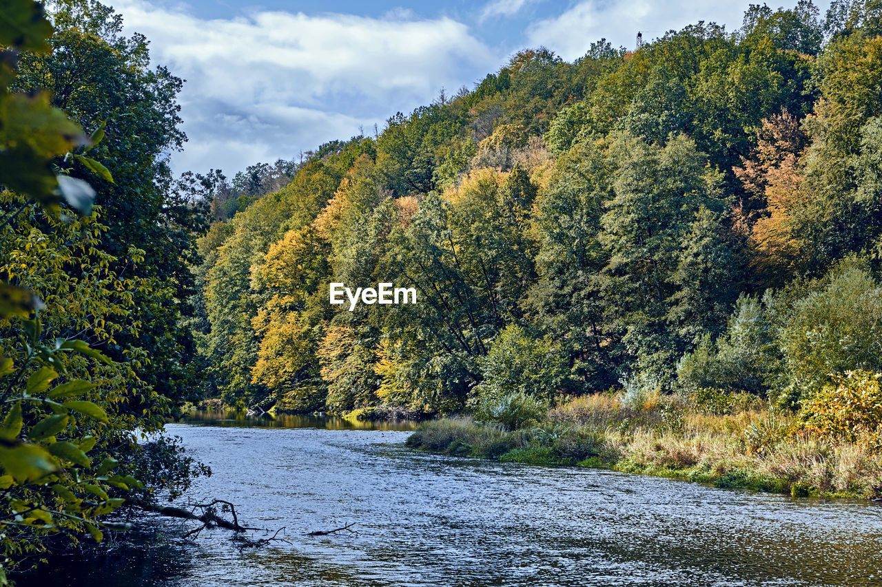 Scenic view of river amidst trees in forest against sky