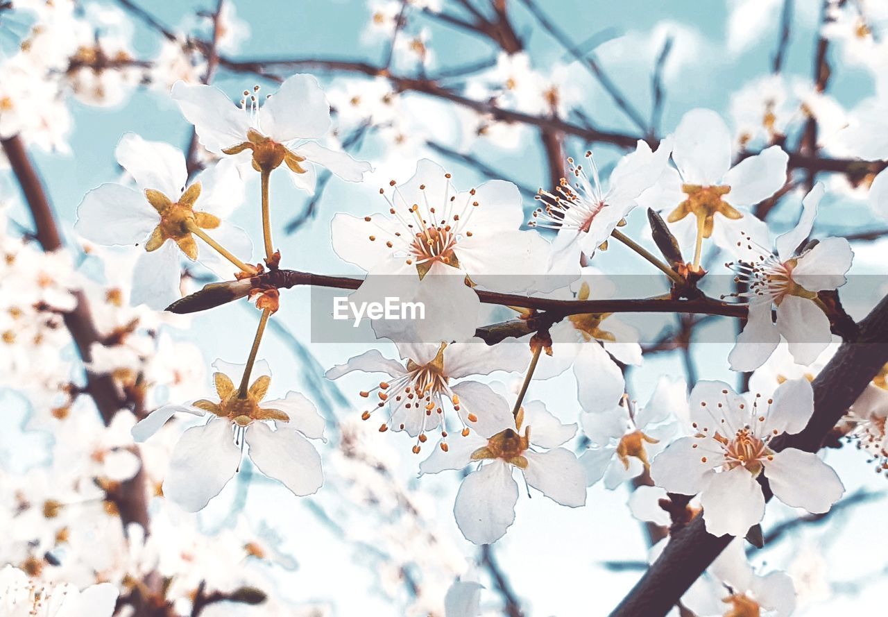 CLOSE-UP OF WHITE CHERRY BLOSSOMS ON BRANCH